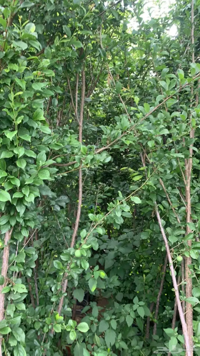 شتلات فركس 7