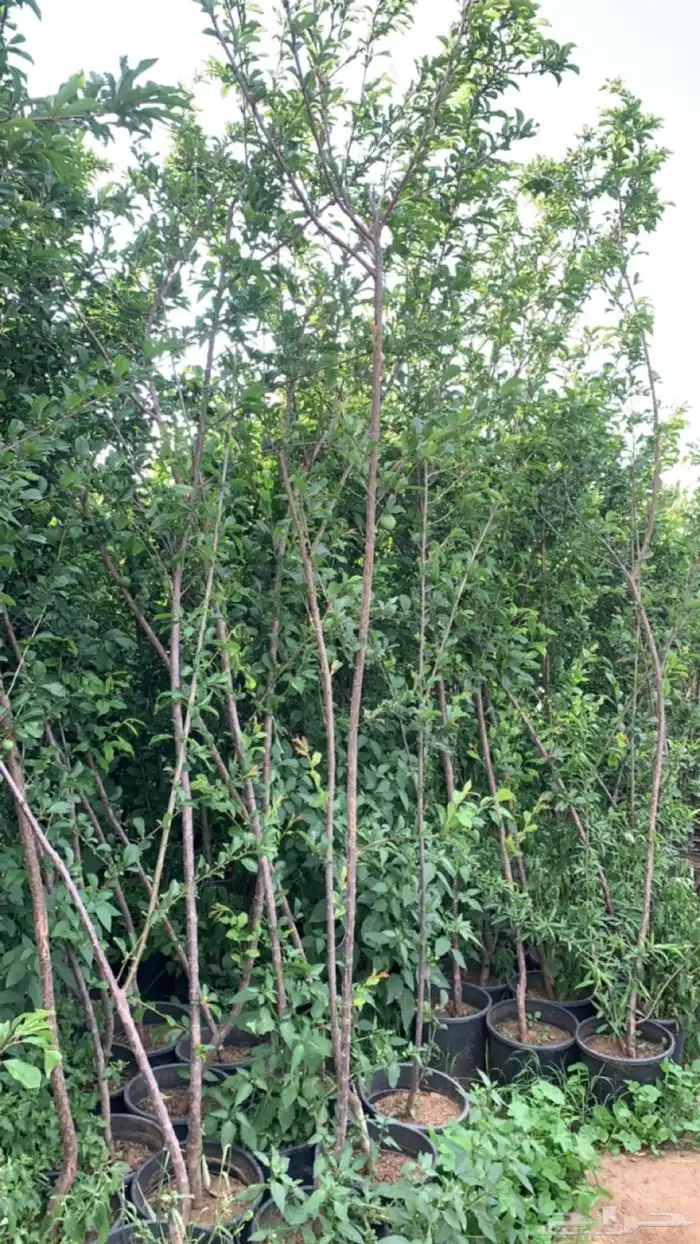 شتلات فركس 2