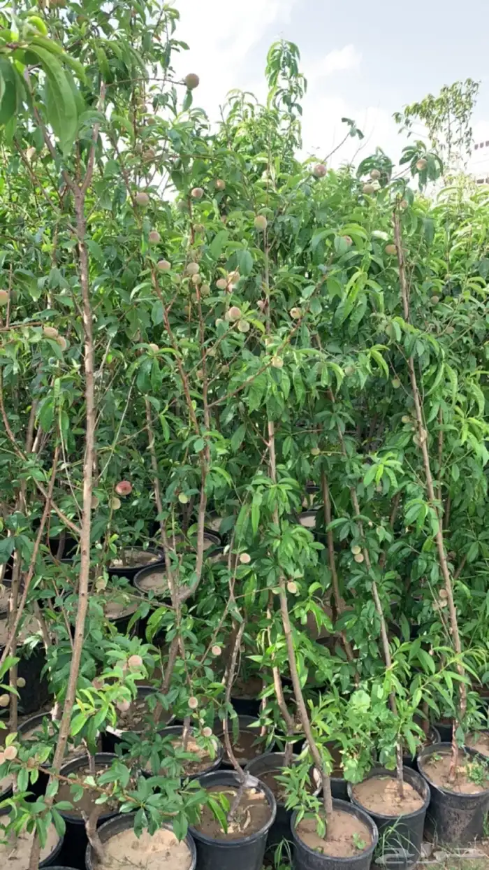 شتلات فركس 6