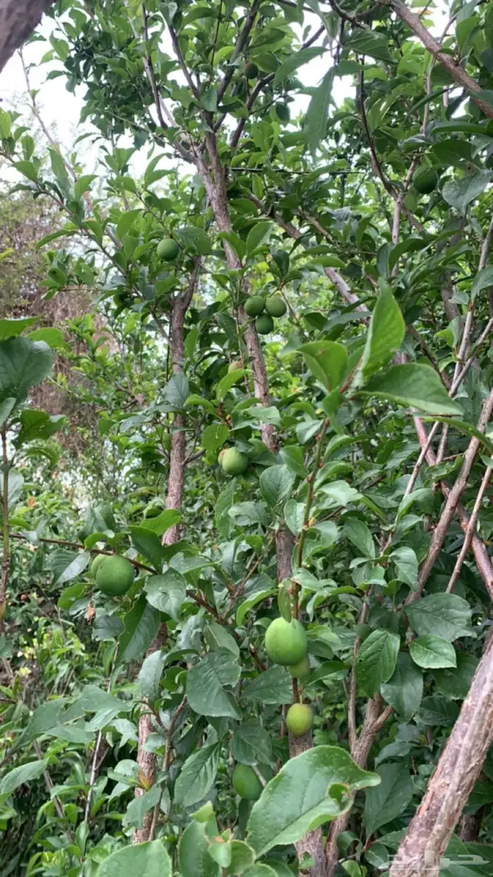 شتلات فركس 1