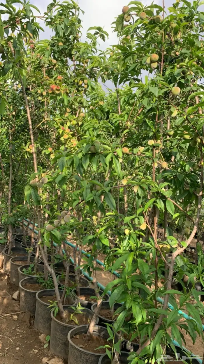 شتلات فركس 10