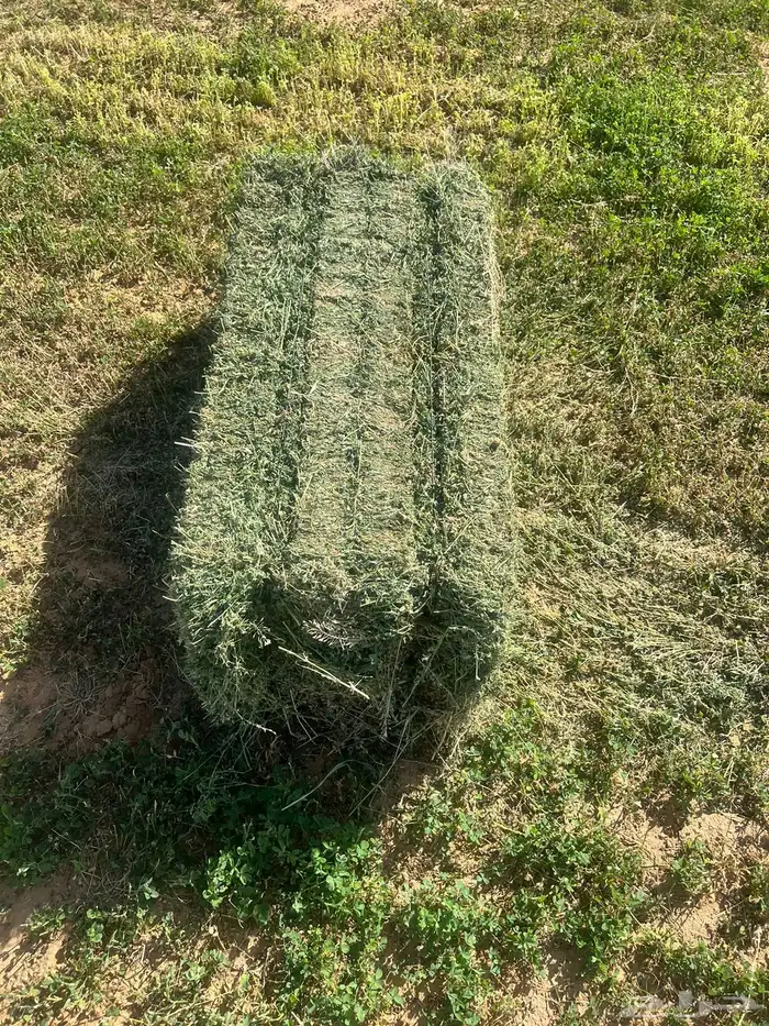 برسيم جندير متر فاخر درجه أولى وزن 30 وفيها 1