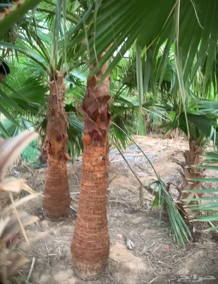 نخل واشنطني زينه للبيع في عسير ابها وخميس مشيط 0