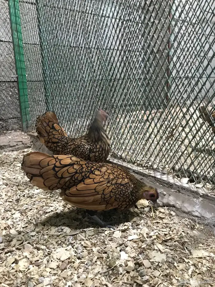 طقم سبرايت نحاسي تم البيع تم البيع 2