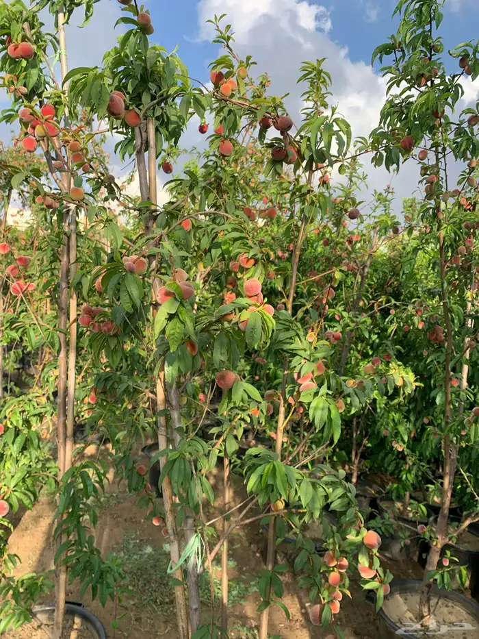 شتلات فركس 0