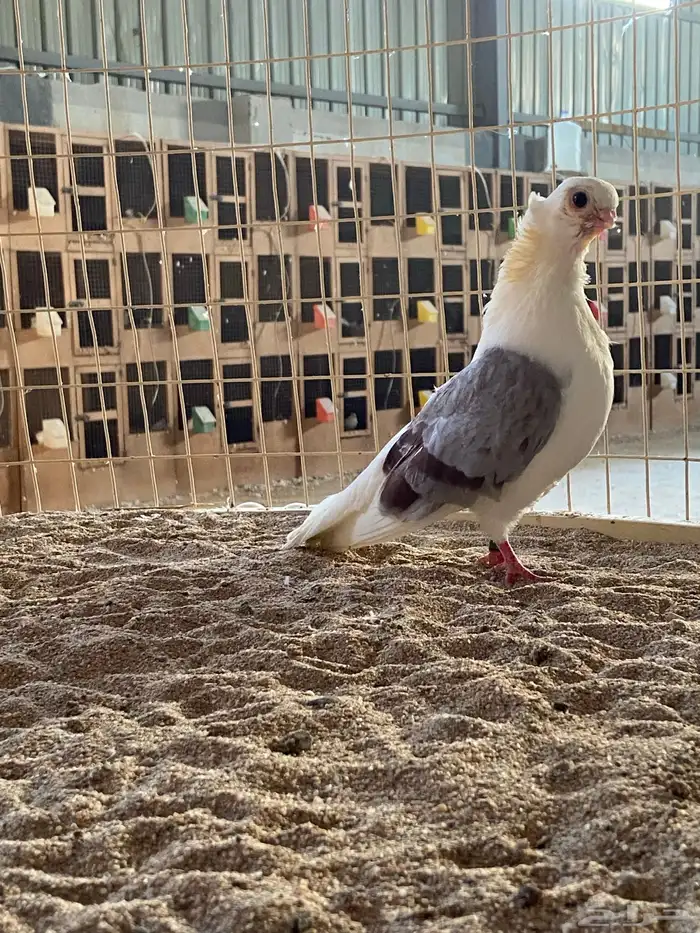 زوج بوم ( تم البيع خارج الموقع ) 1