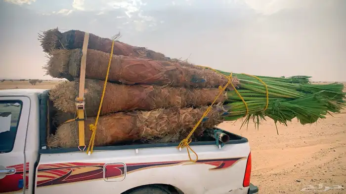 نخل واشنطني زينه للبيع في عسير ابها وخميس مشيط 3