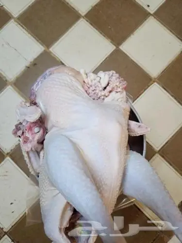 ديك رومي من 5 الى 6 كيلو رقم الاعلان 16 04 2024 0