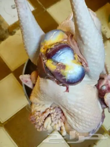 ديك رومي من 5 الى 6 كيلو رقم الاعلان 16 04 2024 1