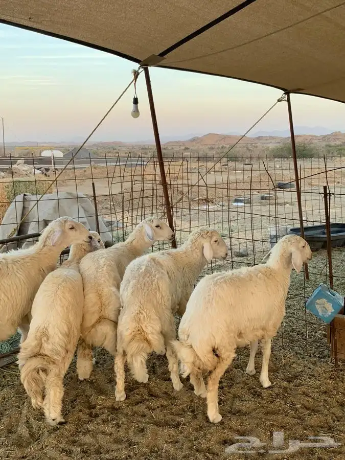 ذبايح حري ذبائح مناسبات طليان رخال 0