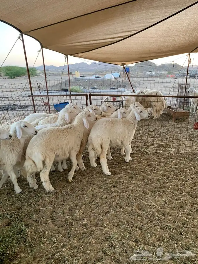 ذبايح حري طليان رخال حرية جدة طريق بريمان يوجد صلخ وتوصيل 3