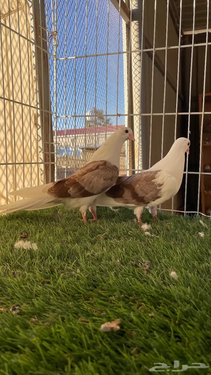 طبه طهراني ( تم البيع ) 0