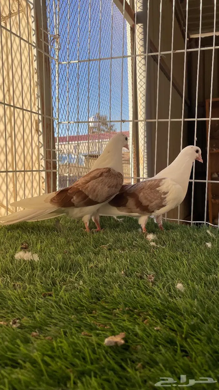 طبه طهراني ( تم البيع ) 1