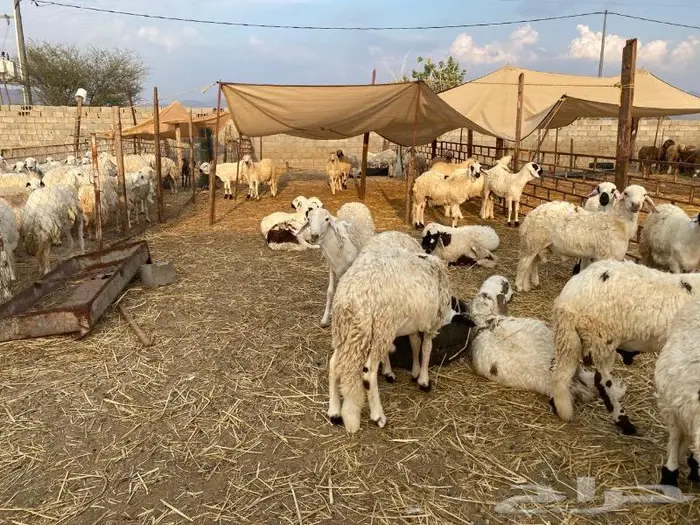 طليان سواكني تربيه 5