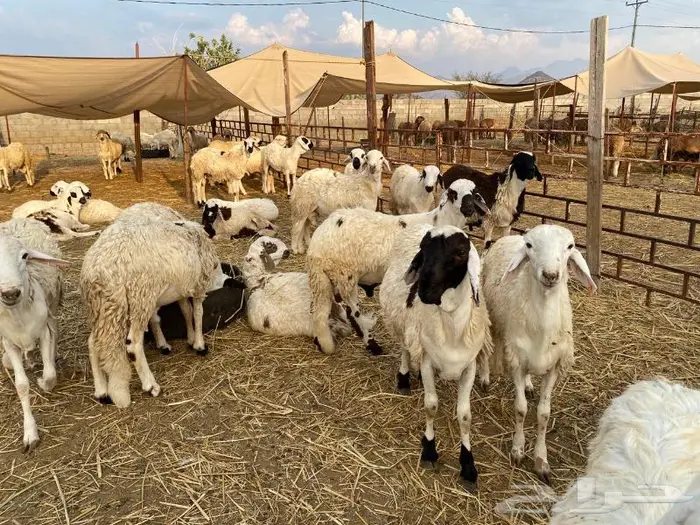 طليان سواكني تربيه 3