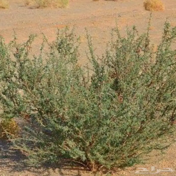 شتلات برية رمث 0