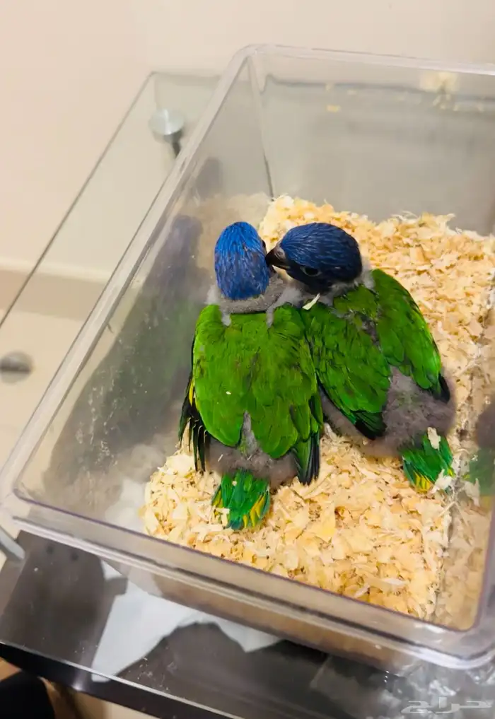 فروخ لوري رد كولارد لاهل التميز 0