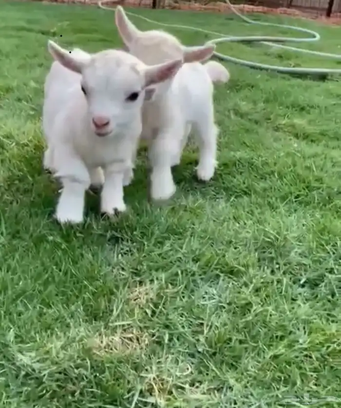 الماعز القزم 0