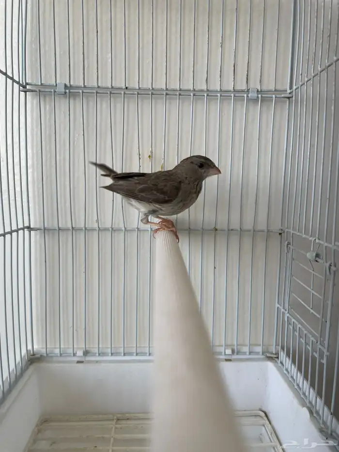 حسون طائفي أو ياسمين 2