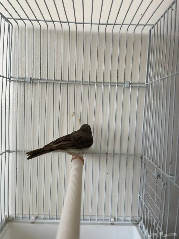 حسون طائفي أو ياسمين 1