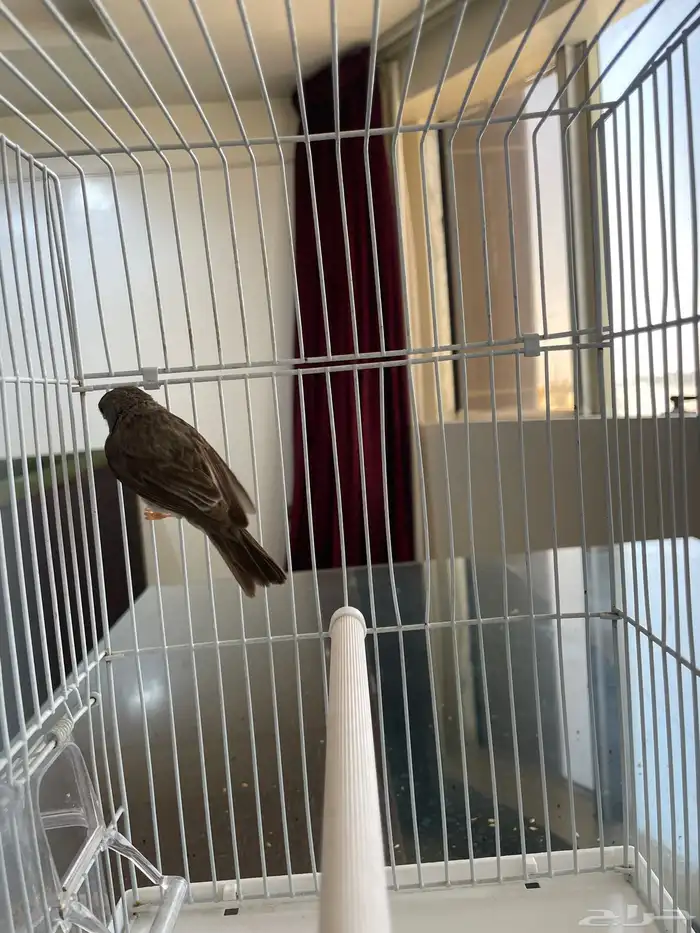 حسون طائفي أو ياسمين 0