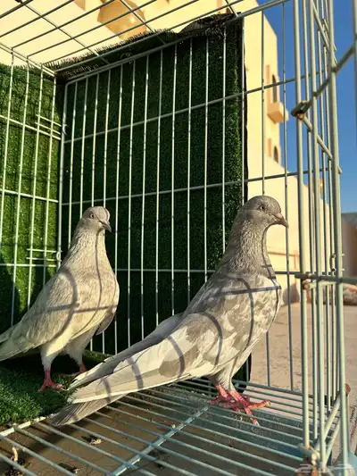حمام باكستاني سليتر ( تم البيع ) 5