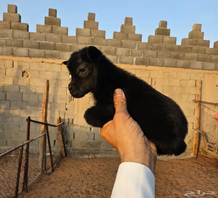 الماعز القزم 8