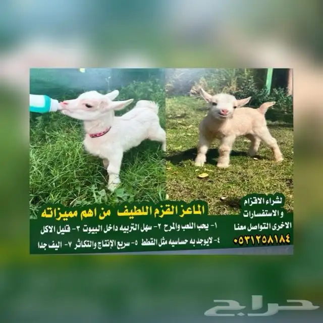 الماعز القزم 3