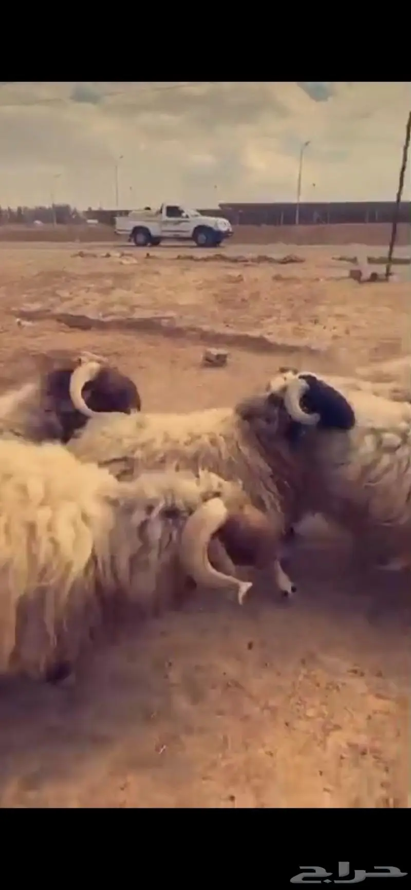 خرفان من الاردن متوفر 400راس داخل السعودية 0