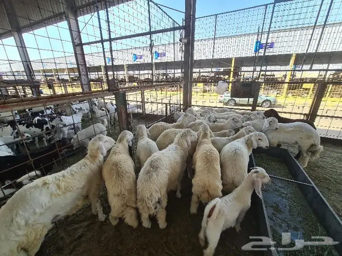 ذبائح سواكني حري تيوس مع خدمة التوصيل 23