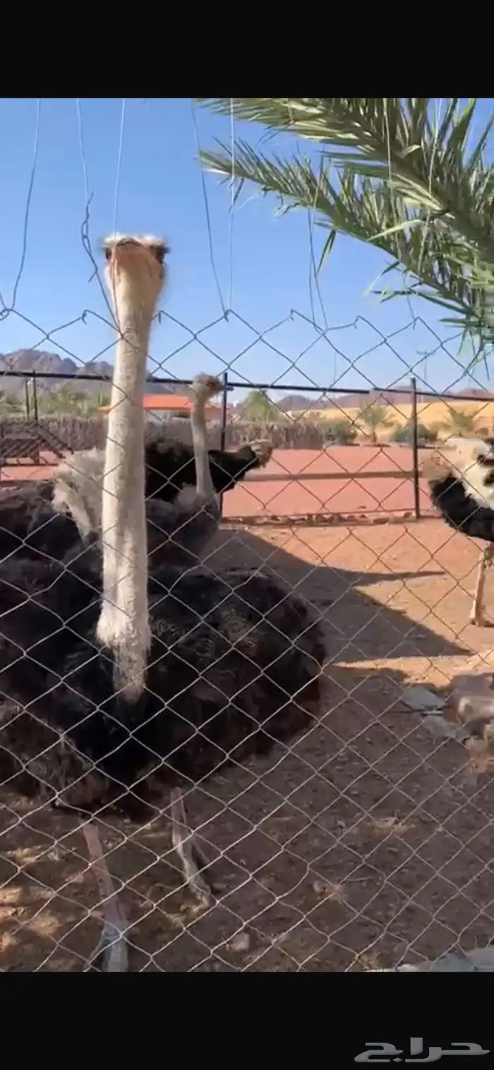 للبيع زوجين منتجات الموقع حايل 3