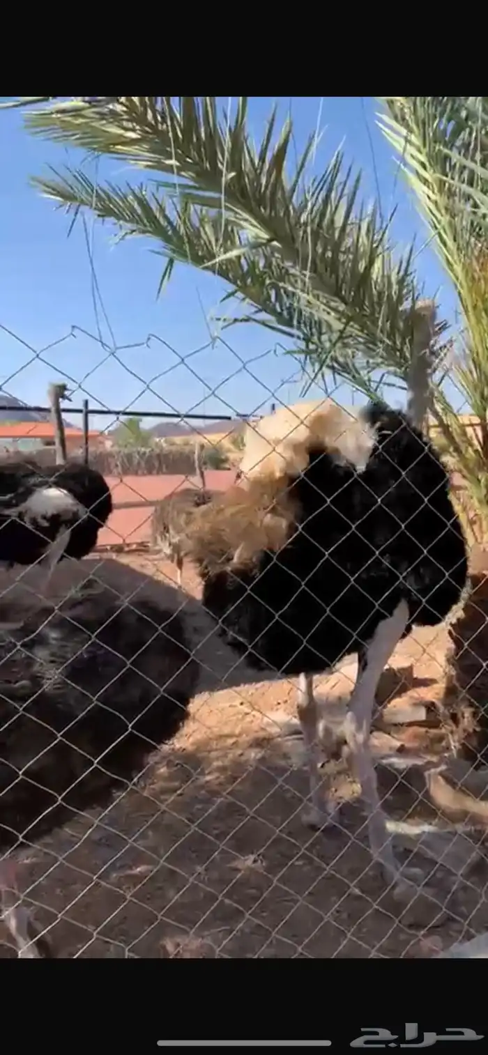 للبيع زوجين منتجات الموقع حايل 7