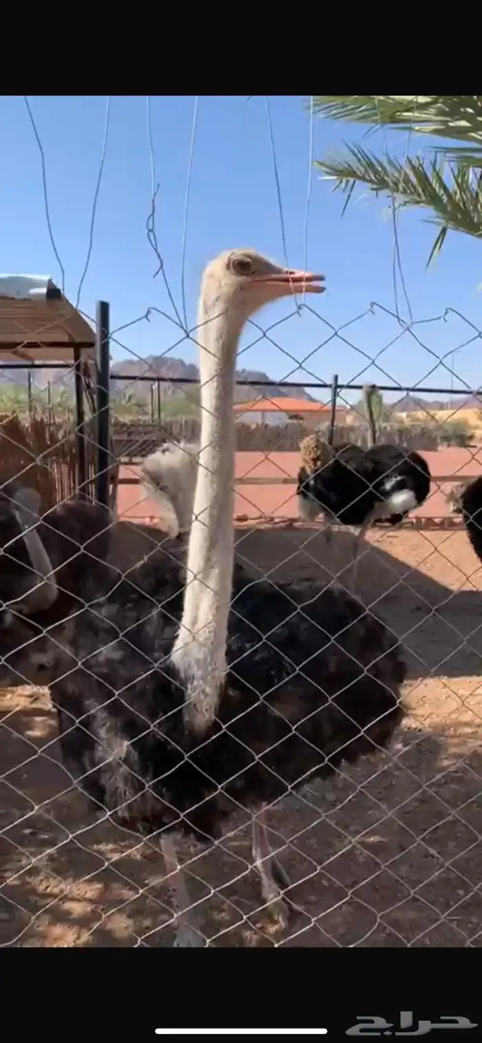للبيع زوجين منتجات الموقع حايل 8