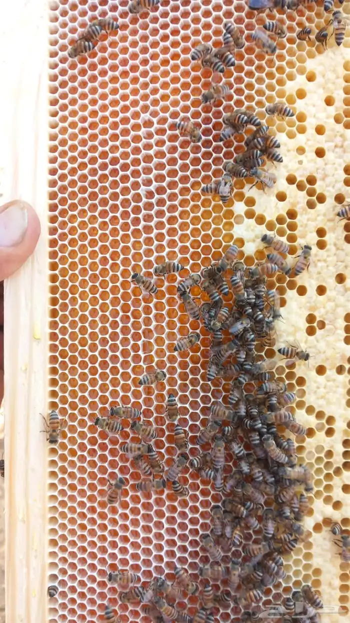 عسل سدر وسمره مضمون 0