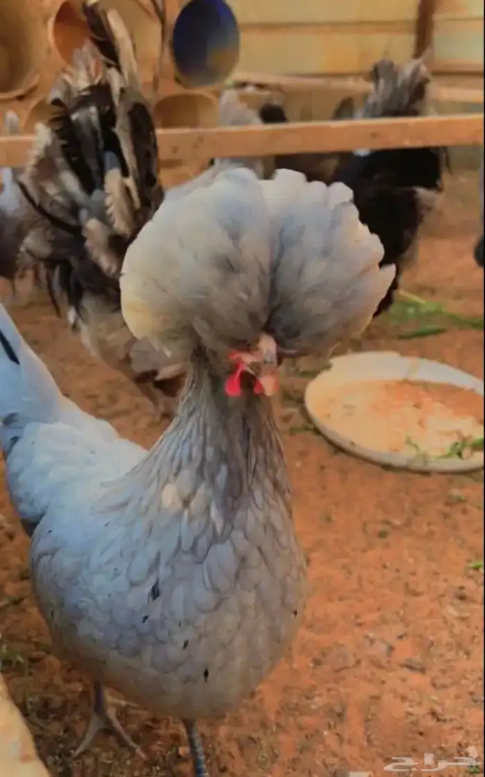 صوص بولش امريكي تم البيع 4