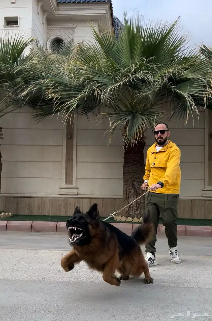 مدرب كلاب 8