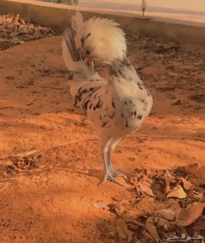 صوص بولش امريكي تم البيع 7