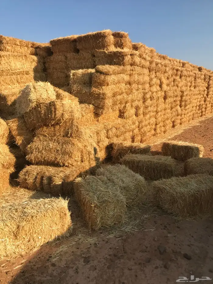تبن قمح بر شد كلاس 90.85 لحقو عزين تبقي كومين 4