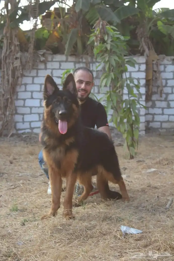 مدرب كلاب 2