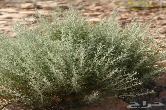 شتلات بريه شيح 0