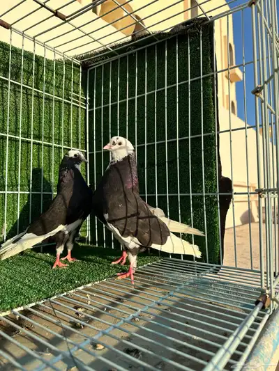 حمام قلاب قطيفي ( تم البيع ) 2
