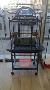 اكل كاسكو حامل الطيور مجاثم زوبريم فواكه 17