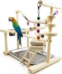 اكل كاسكو حامل الطيور مجاثم زوبريم فواكه 13