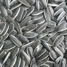 اكل كاسكو حامل الطيور مجاثم زوبريم فواكه 9