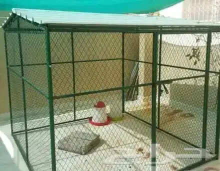 للبيع شبك بقلاوه حمام دجاج طيور عشه قفص مطير 6