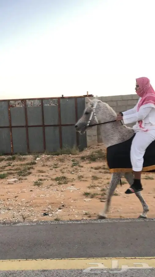 حصان فحل منتج 8