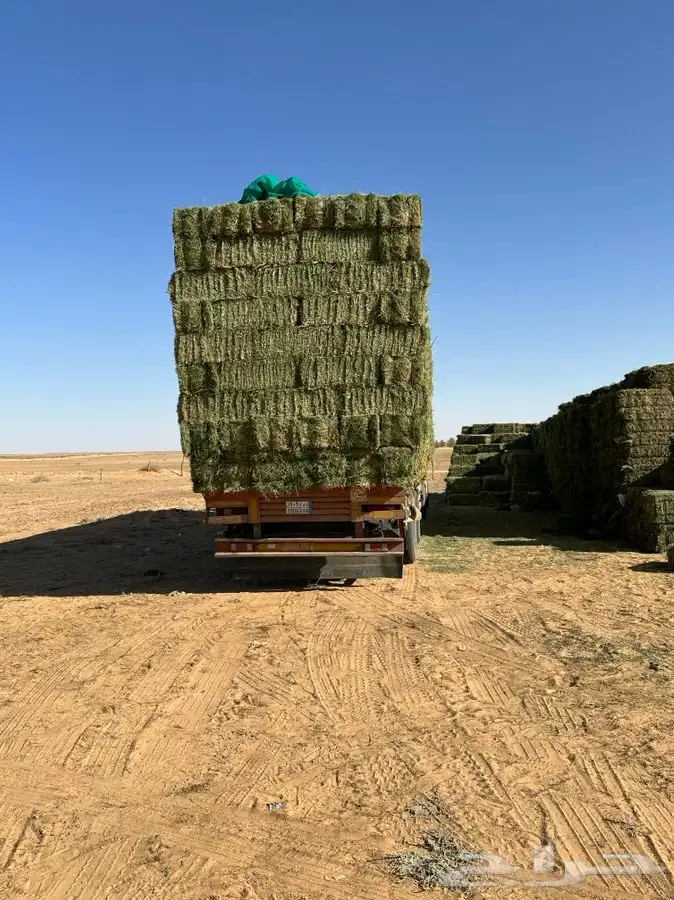 برسيم صافي جندير 4
