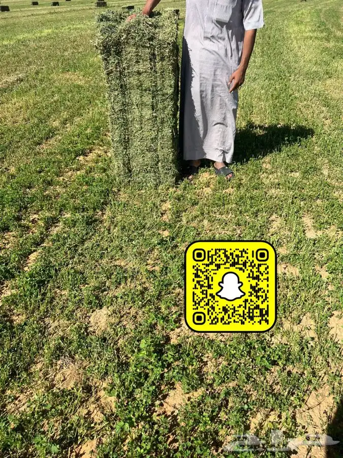 برسيم صافي جندير 9
