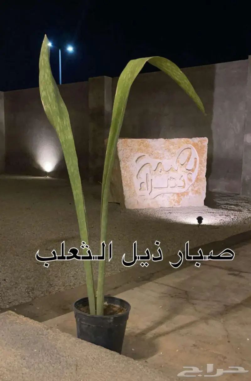 شتلات اشجار زينة زهور صبار اشجار ظل 2