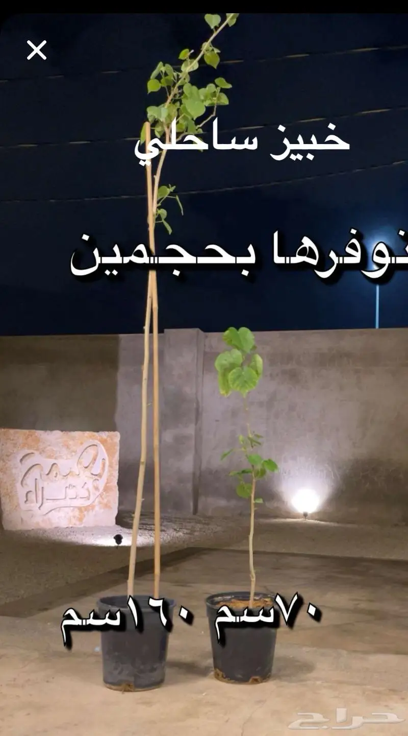 شتلات اشجار زينة زهور صبار اشجار ظل 7